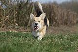 CORGI PEMBROKE 820